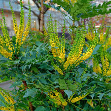 Tienda de Bonsáis Artísticos -Tienda de Bonsáis Artísticos images 4